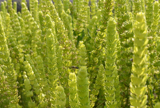 Fıtık Bitkisel Tedavi